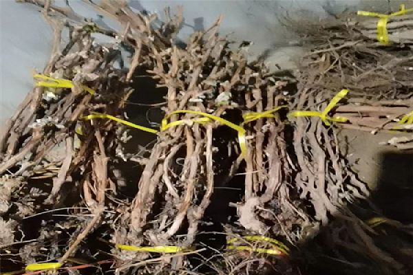 葡萄苗什么時(shí)候移栽比較好